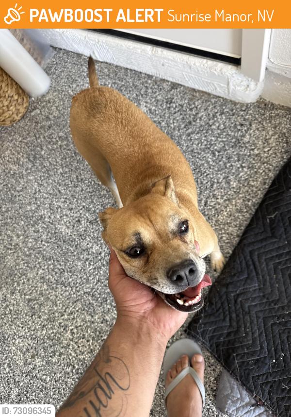 Found/Stray Female Dog last seen Walnut and Gowan, Sunrise Manor, NV 89115