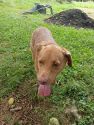 Lost Female Dog last seen Rivercliff Rd between Depot Bottom and Pepper Branch Park, McMinnville, TN 37110