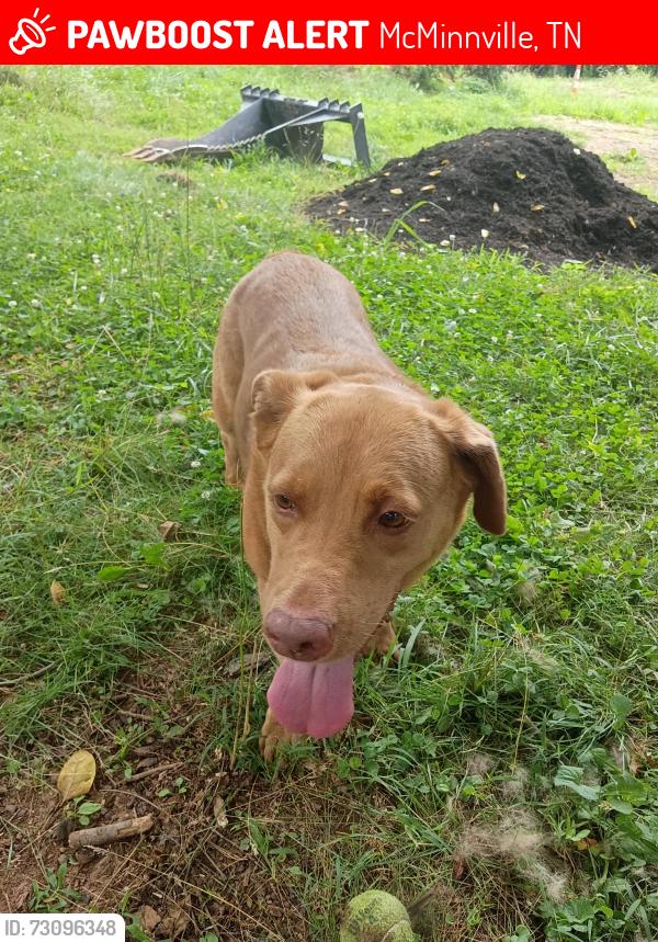 Lost Female Dog last seen Rivercliff Rd between Depot Bottom and Pepper Branch Park, McMinnville, TN 37110