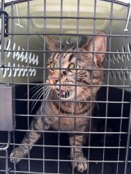 Found/Stray Unknown Cat last seen In Greenwood Reserve, Greensboro, NC 27455
