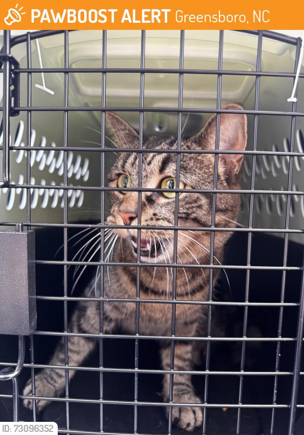 Found/Stray Unknown Cat last seen In Greenwood Reserve, Greensboro, NC 27455