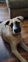 Lost Male Dog last seen Athens hwy, Hall County, GA 30501