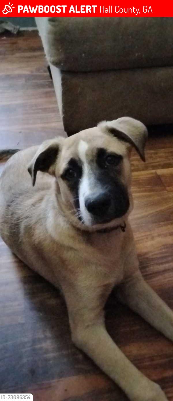 Lost Male Dog last seen Athens hwy, Hall County, GA 30501