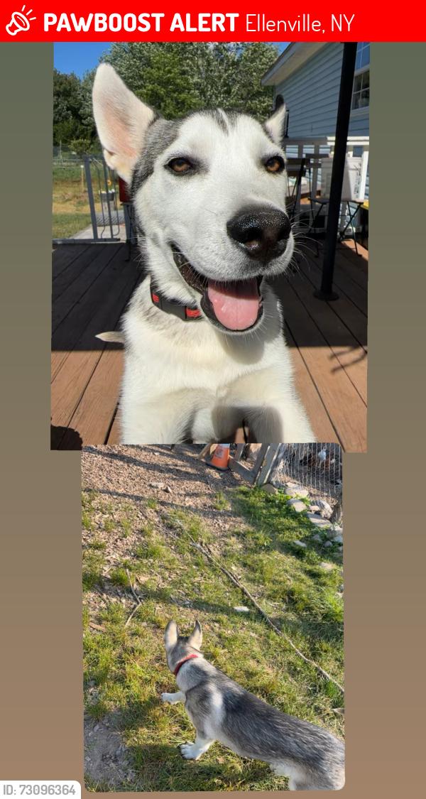 Lost Male Dog last seen Weiner road ellenville new york, Ellenville, NY 12428
