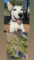 Lost Male Dog last seen Weiner road ellenville new york, Ellenville, NY 12428