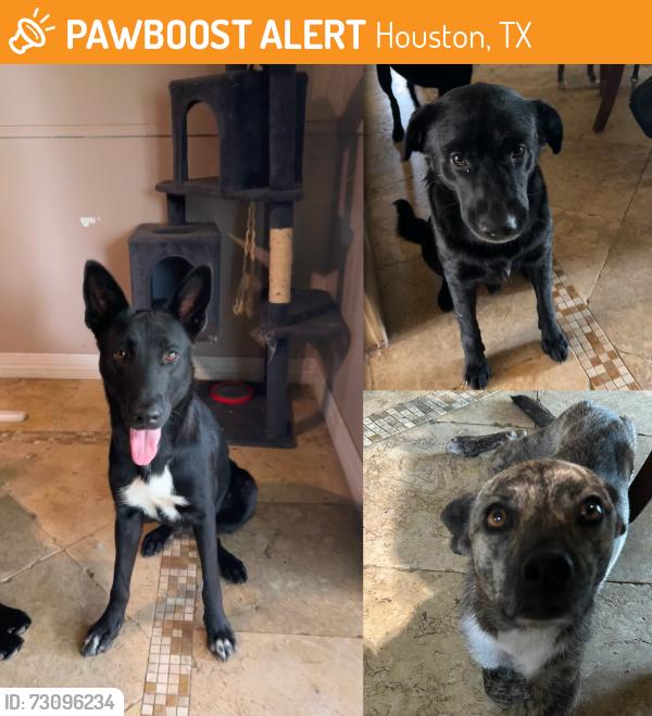 Found/Stray Unknown Dog last seen CVS Aldine Mail Rte/JFK, Houston, TX 77039