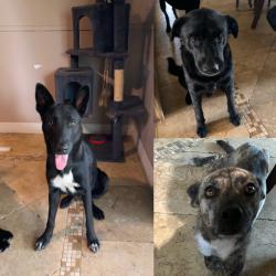 Found/Stray Unknown Dog last seen CVS Aldine Mail Rte/JFK, Houston, TX 77039