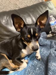 Reunited Female Dog last seen S Burnham Ave & E 83rd St, Chicago, IL 60617