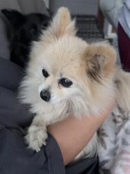 Found/Stray Female Dog last seen Near Burke Cir, Soledad, CA 93960