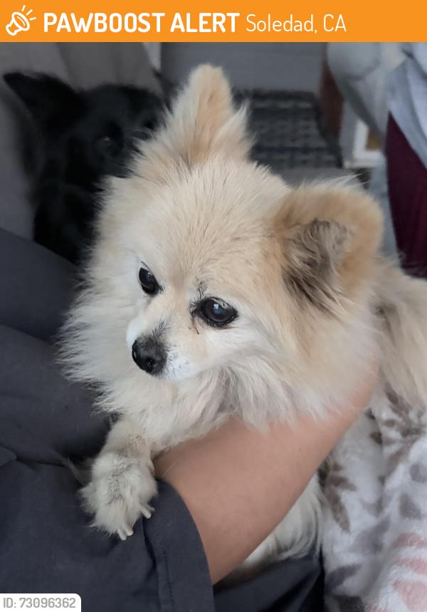 Found/Stray Female Dog last seen Near Burke Cir, Soledad, CA 93960