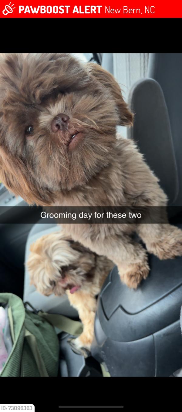 Lost Male Dog last seen Missing from middle humans rd, New Bern, NC 28562