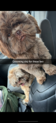 Lost Male Dog last seen Missing from middle humans rd, New Bern, NC 28562