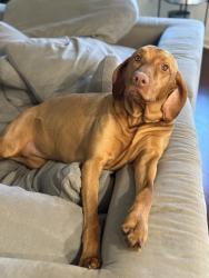 Reunited Female Dog last seen Stanford and Latham EDH, El Dorado Hills, CA 95762