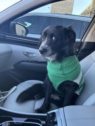 Reunited Female Dog last seen Schulman’s movie theater, Sherman, TX 75090