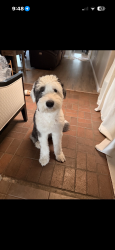 Reunited Female Dog last seen Orchid and lemon, Hesperia, CA 92345
