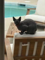 Lost Female Cat last seen Rising Hill Road, Altadena, CA 91001