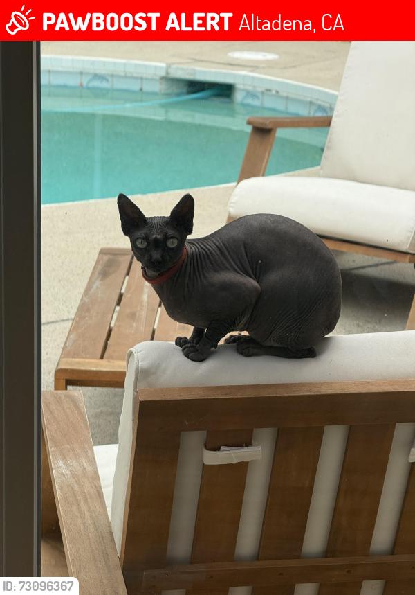 Lost Female Cat last seen Rising Hill Road, Altadena, CA 91001