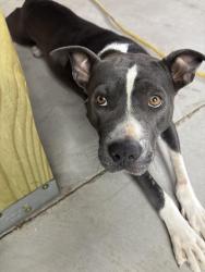 Found/Stray Female Dog last seen Vann Sneed Rd near Pageland, Union County, NC 28103