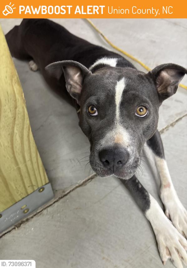 Found/Stray Female Dog last seen Vann Sneed Rd near Pageland, Union County, NC 28103