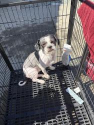 Lost Male Dog last seen Elk Grive, Elk Grove, CA 95624