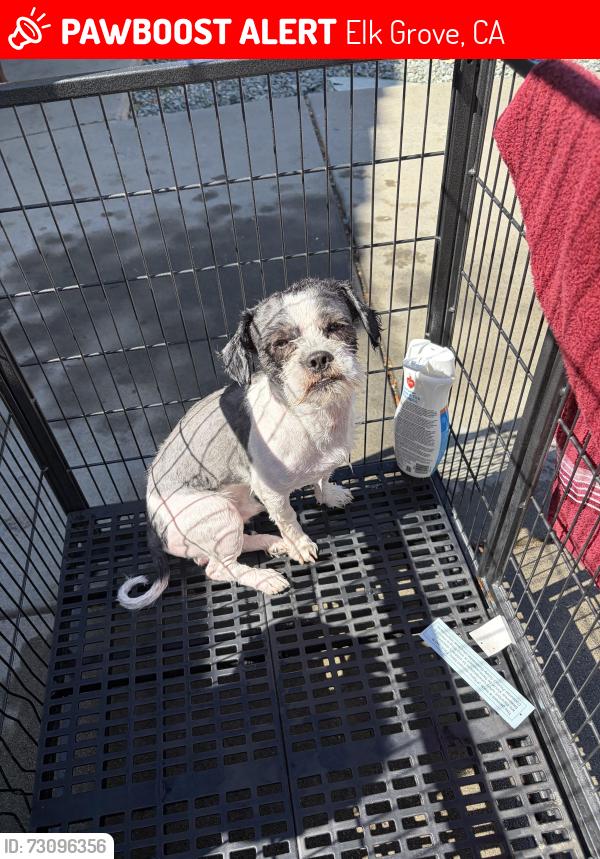 Lost Male Dog last seen Elk Grive, Elk Grove, CA 95624