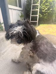 Found/Stray Male Dog last seen Clinton and Helm, Fresno, CA 93727