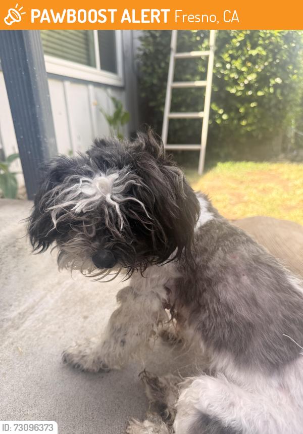 Found/Stray Male Dog last seen Clinton and Helm, Fresno, CA 93727