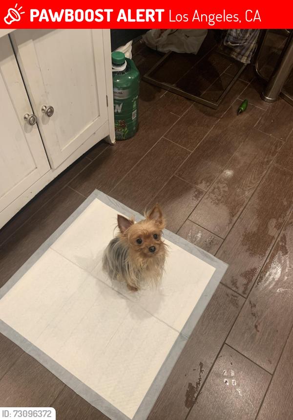 Lost Female Dog last seen Near w 107th st, Los Angeles, CA 90044