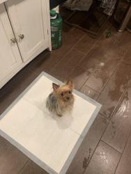 Lost Female Dog last seen Near w 107th st, Los Angeles, CA 90044