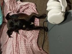 Lost Male Dog last seen Camphor dr 77082, Houston, TX 77082