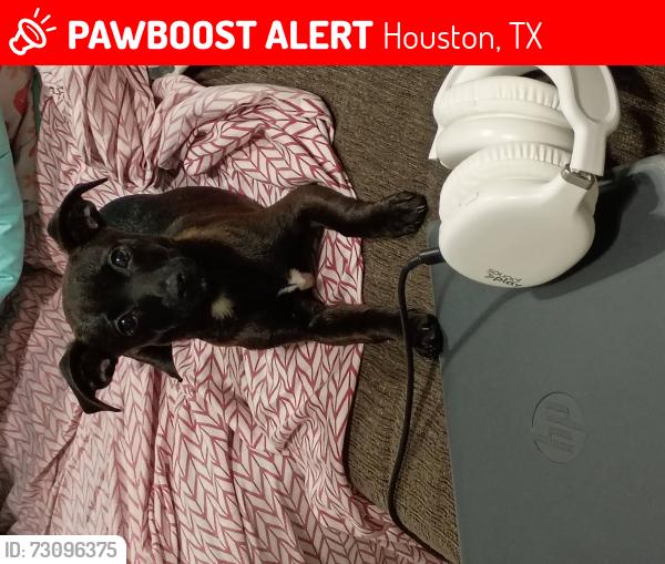 Lost Male Dog last seen Camphor dr 77082, Houston, TX 77082