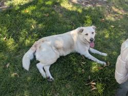 Reunited Male Dog last seen Near NewHope and Westminster, Garden Grove, CA 92843