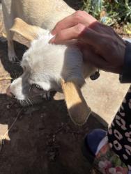 Reunited Male Dog last seen Coolidge ave, Oakland, CA 94601