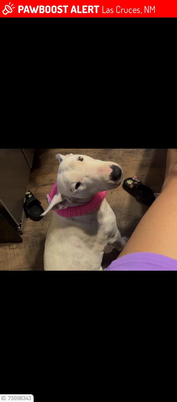 Lost Female Dog last seen Espina and Hadley, Las Cruces, NM 88001