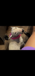 Lost Female Dog last seen Espina and Hadley, Las Cruces, NM 88001