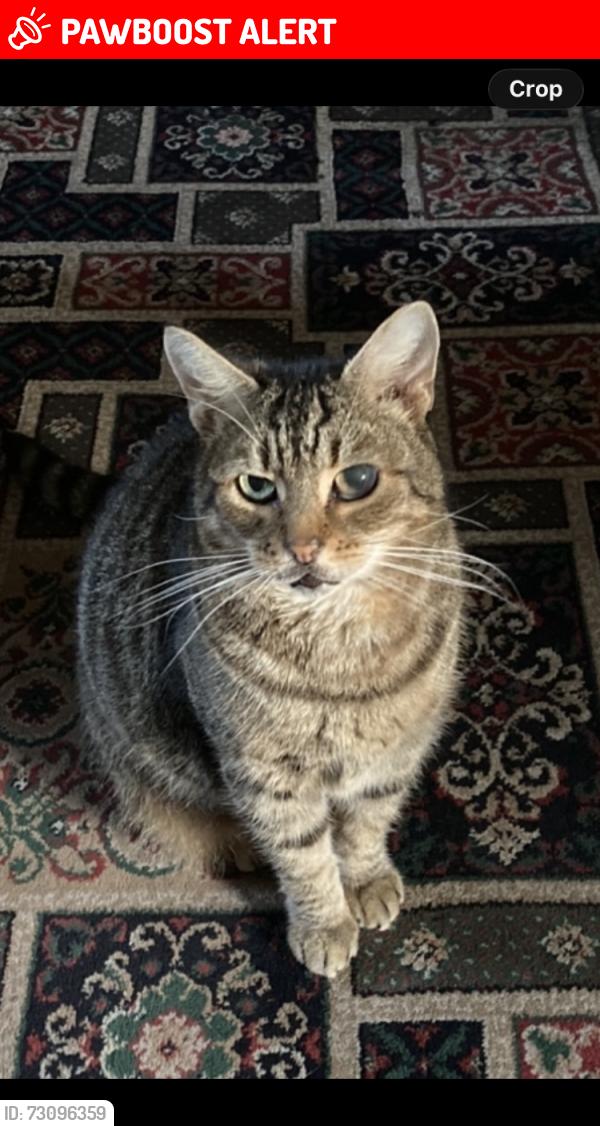 Lost Male Cat last seen Hyde road, Mottram in longdendale near the petrol station, Mottram in Longdendale, England 