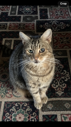 Lost Male Cat last seen Hyde road, Mottram in longdendale near the petrol station, Mottram in Longdendale, England 