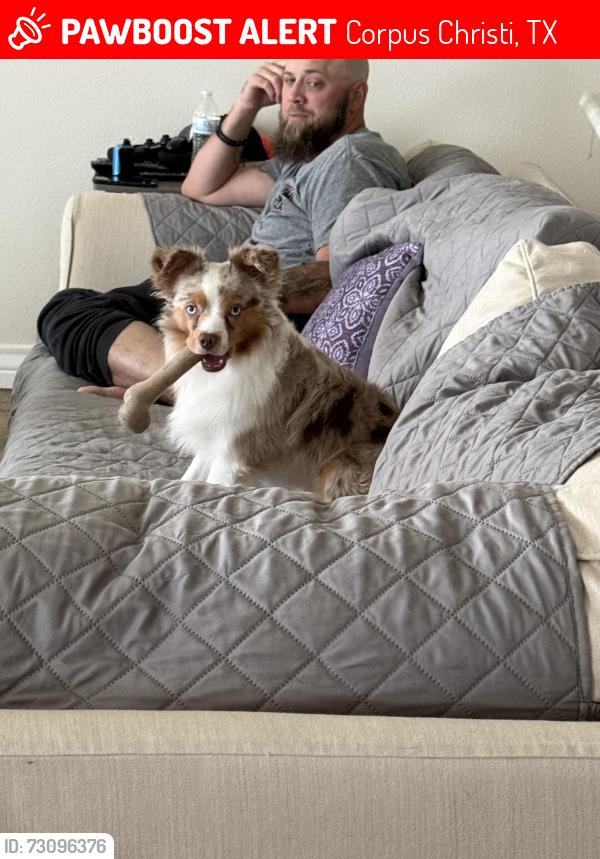 Lost Male Dog last seen Kentucky derby drive and Martin in Corpus Christi Texas, Corpus Christi, TX 78417