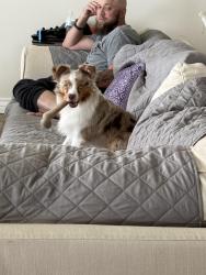Lost Male Dog last seen Kentucky derby drive and Martin in Corpus Christi Texas, Corpus Christi, TX 78417