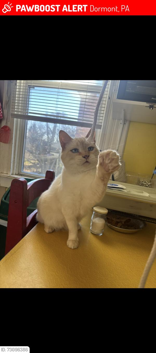 Lost Male Cat last seen Mississippi ave, Dormont, PA 15216