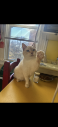 Lost Male Cat last seen Mississippi ave, Dormont, PA 15216