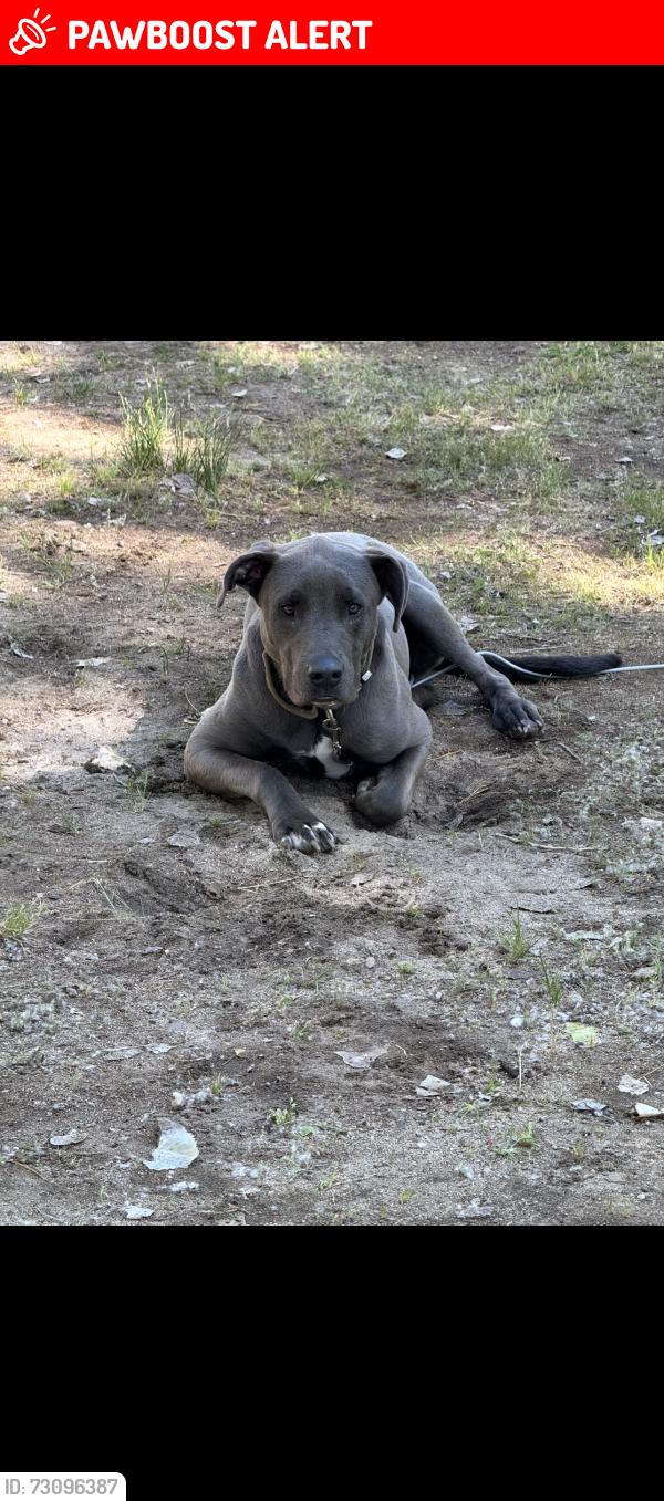 Lost Male Dog last seen N shore ln big bear, Fawnskin, CA 92333