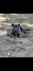 Lost Male Dog last seen N shore ln big bear, Fawnskin, CA 92333