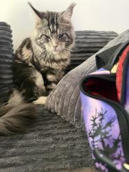 Lost Male Cat last seen Neighborhood, Boca Raton, FL 33428