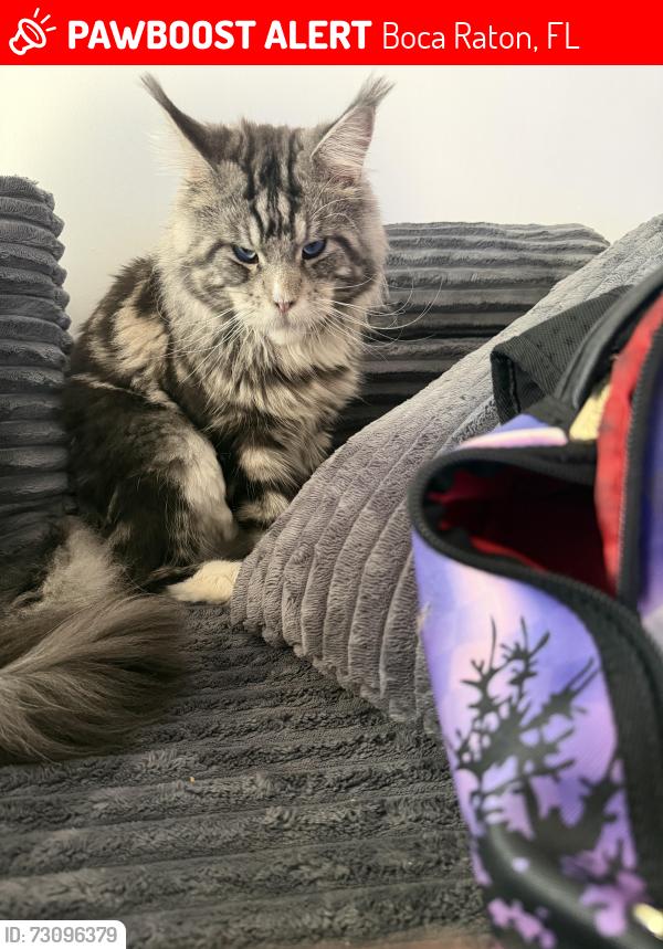 Lost Male Cat last seen Neighborhood, Boca Raton, FL 33428