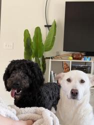 Reunited Female Dog last seen Rothbury dr, Bella Vista, AR 72714