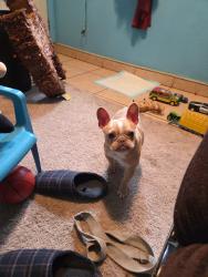 Reunited Female Dog last seen Nancy st Brentwood ca, Tyler, TX 75701
