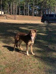 Lost Male Dog last seen Got out, and was found by someone near bear creek park, Keller, TX 76248
