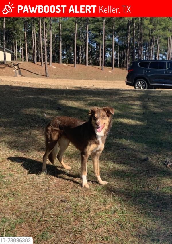 Lost Male Dog last seen Got out, and was found by someone near bear creek park, Keller, TX 76248
