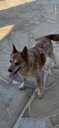 Reunited Female Dog last seen Brendlynn Drive, Suwanee, GA 30024